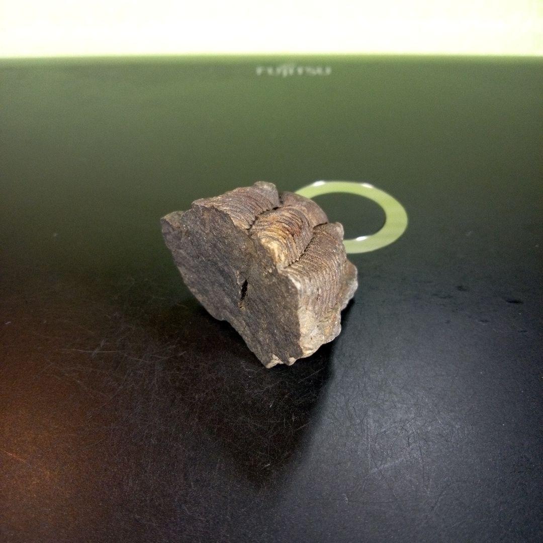 三葉虫　化石　ボリビア産　南アメリカ　trilobite　南米産fossil⑧